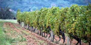 vinograd-2