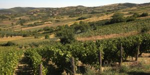 Vinograd